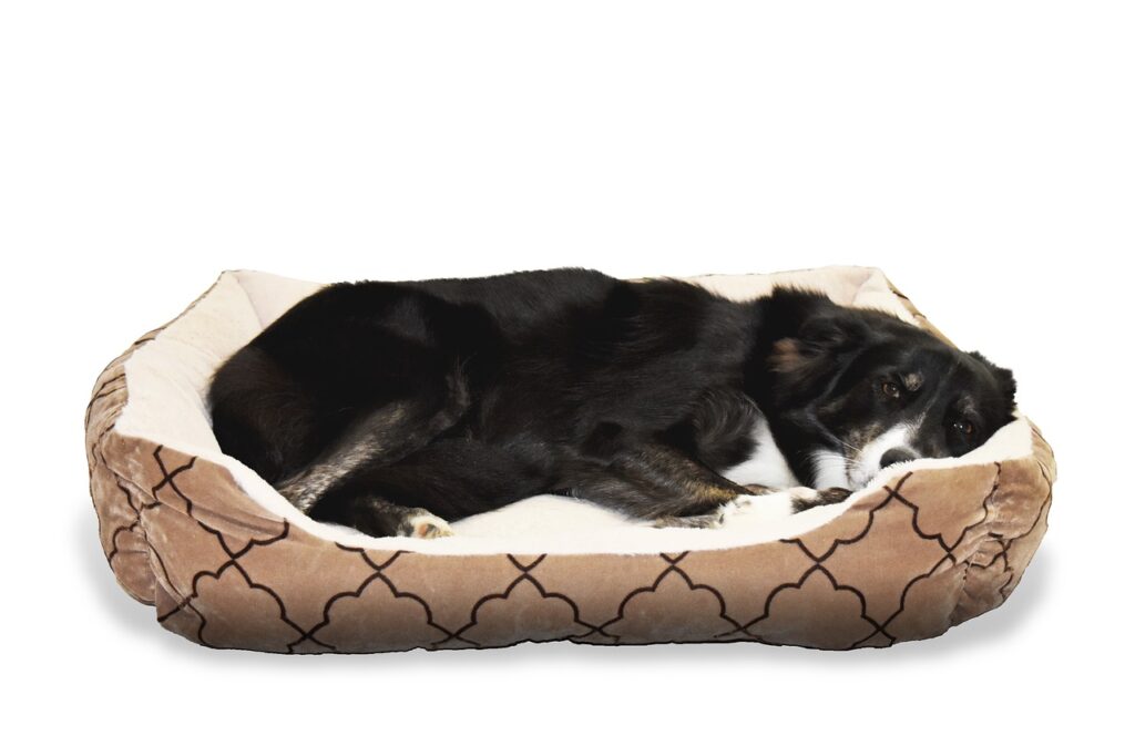 The cutest pet bed 