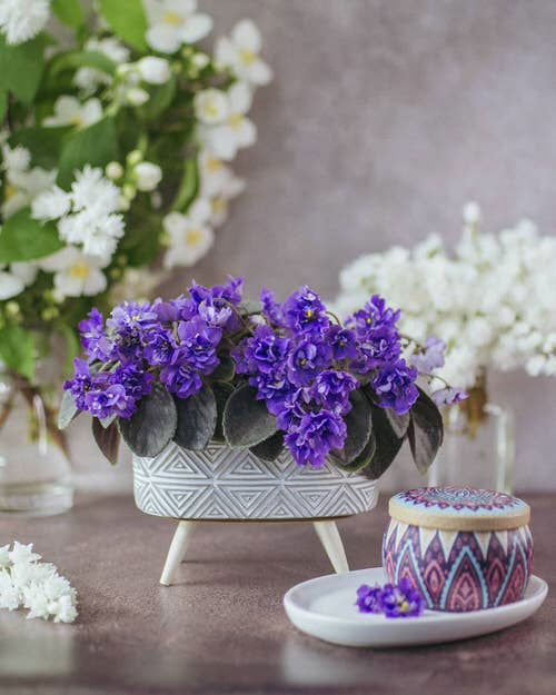 indoor flowering plants 