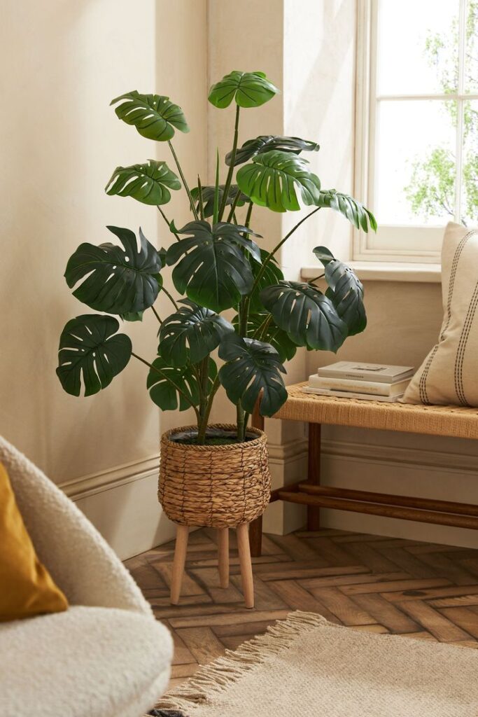 Cheese Plant in Bedroom