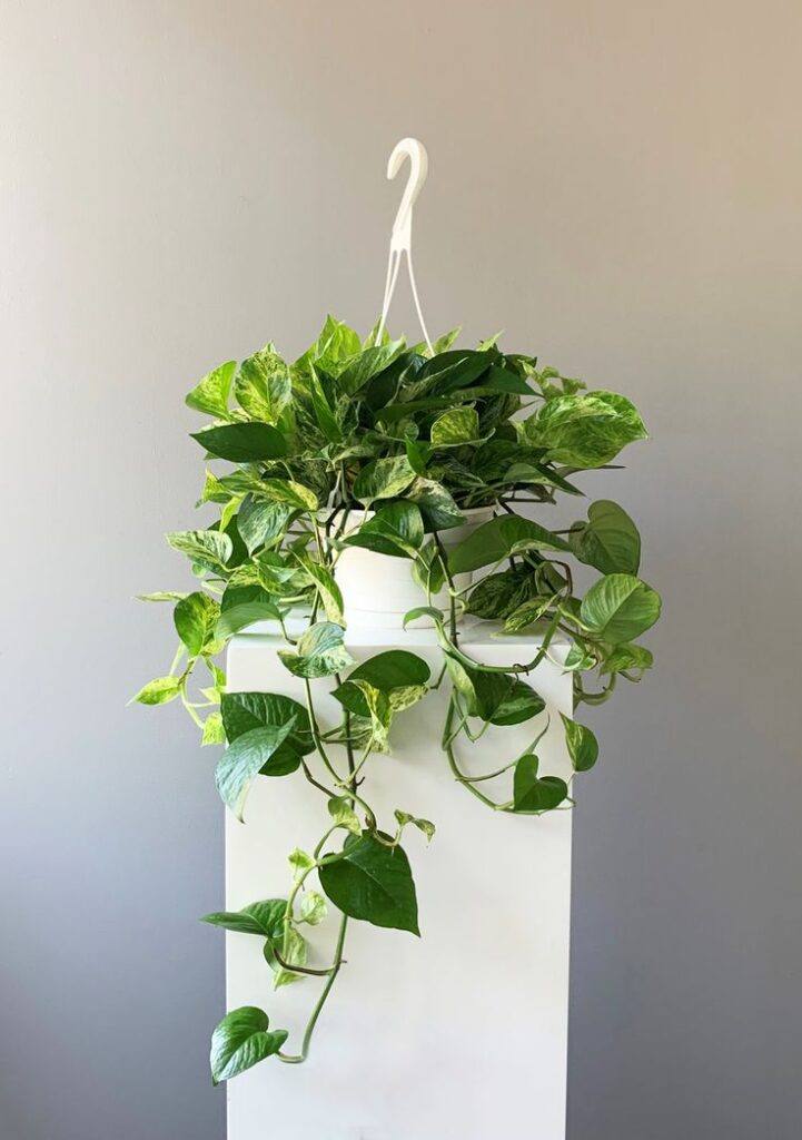 Hanging Monstera Cheese Plant