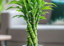 Fortune Plant indoor Plants ideas