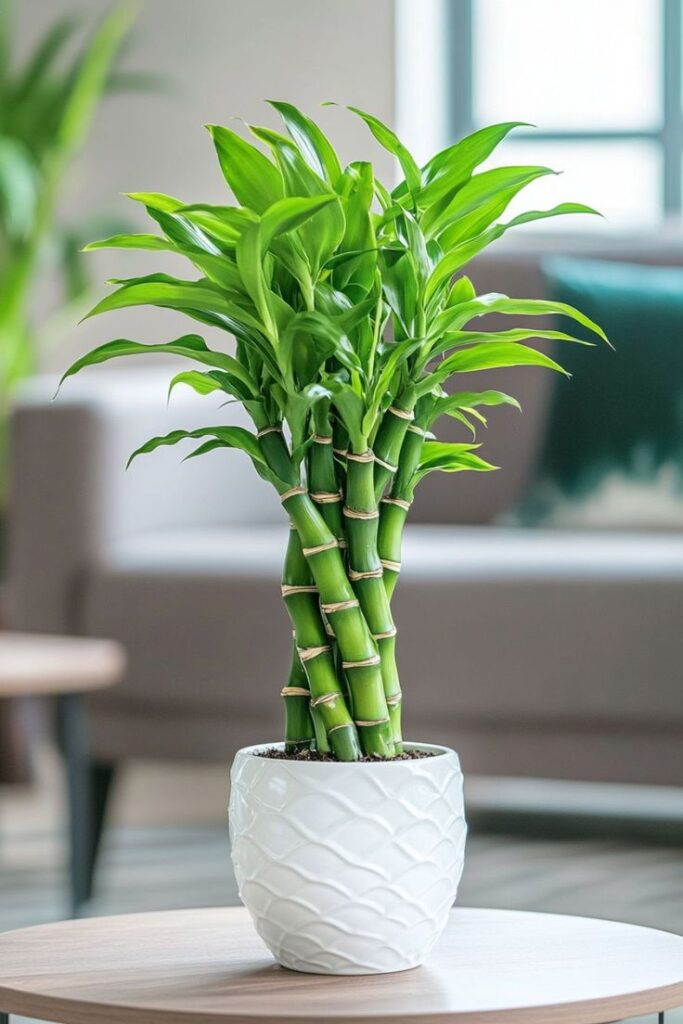 Fortune Plant indoor Plants ideas