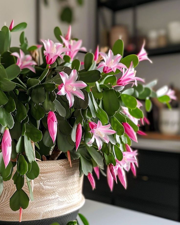 Christmas Cactus Indoor Plants