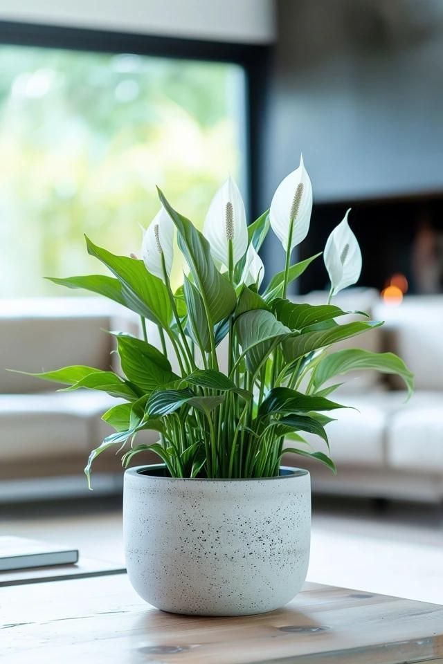 Peace Lily Indoor plants ideas