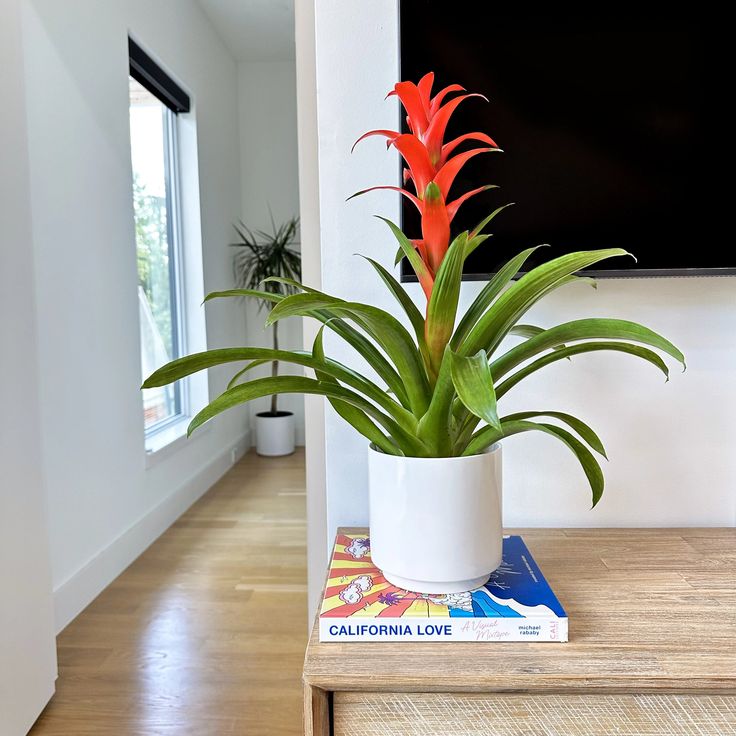 Bromeliad Indoor flowers that blook all year