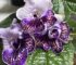 Cape Primrose