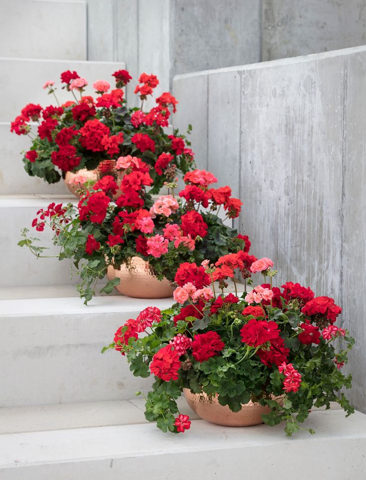 Pelargoniums Indoor flowers that bloom all year