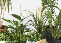 Indoor Palm Plant thriving in a bright living space