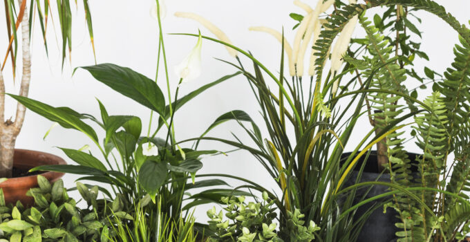 Indoor Palm Plant thriving in a bright living space