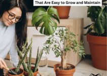 Easy-to-maintain indoor plants for home including pothos, snake plant, and monstera in modern living space.