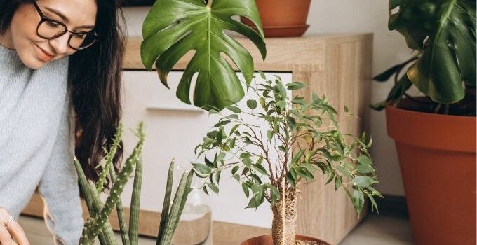 Easy-to-maintain indoor plants for home including pothos, snake plant, and monstera in modern living space.