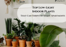 Collection of low light indoor plants placed in a cozy living room corner, featuring lush green foliage that thrives in minimal sunlight.