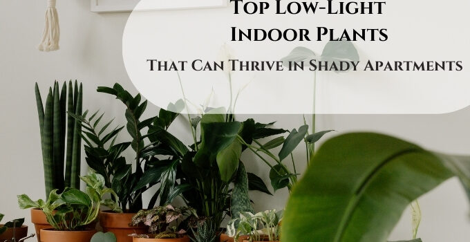 Collection of low light indoor plants placed in a cozy living room corner, featuring lush green foliage that thrives in minimal sunlight.